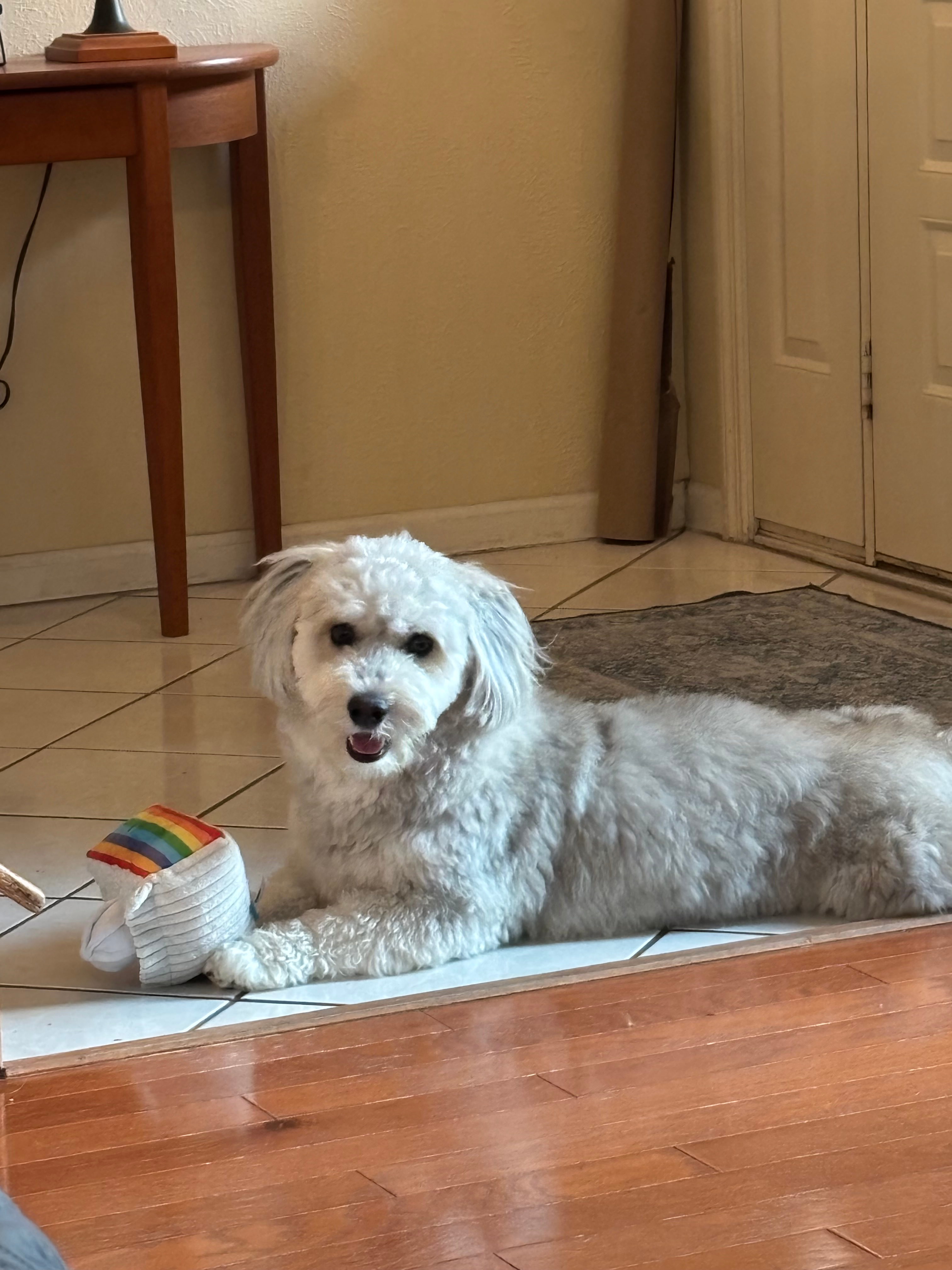 Cute Huskypoo Poodle Mix Puppy