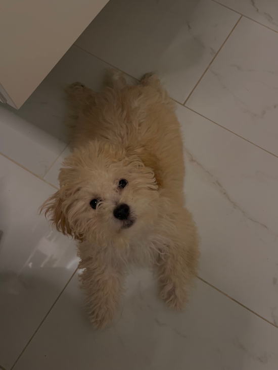 Poochon