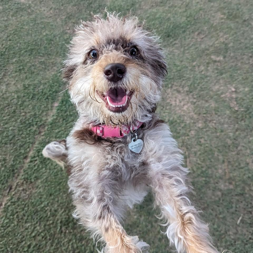 Mini Labradoodle Pup Being Cute