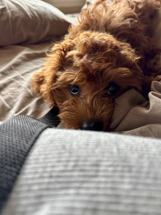 Winston