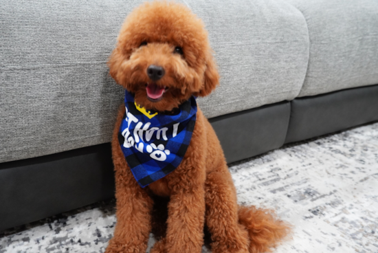 Mini Goldendoodle