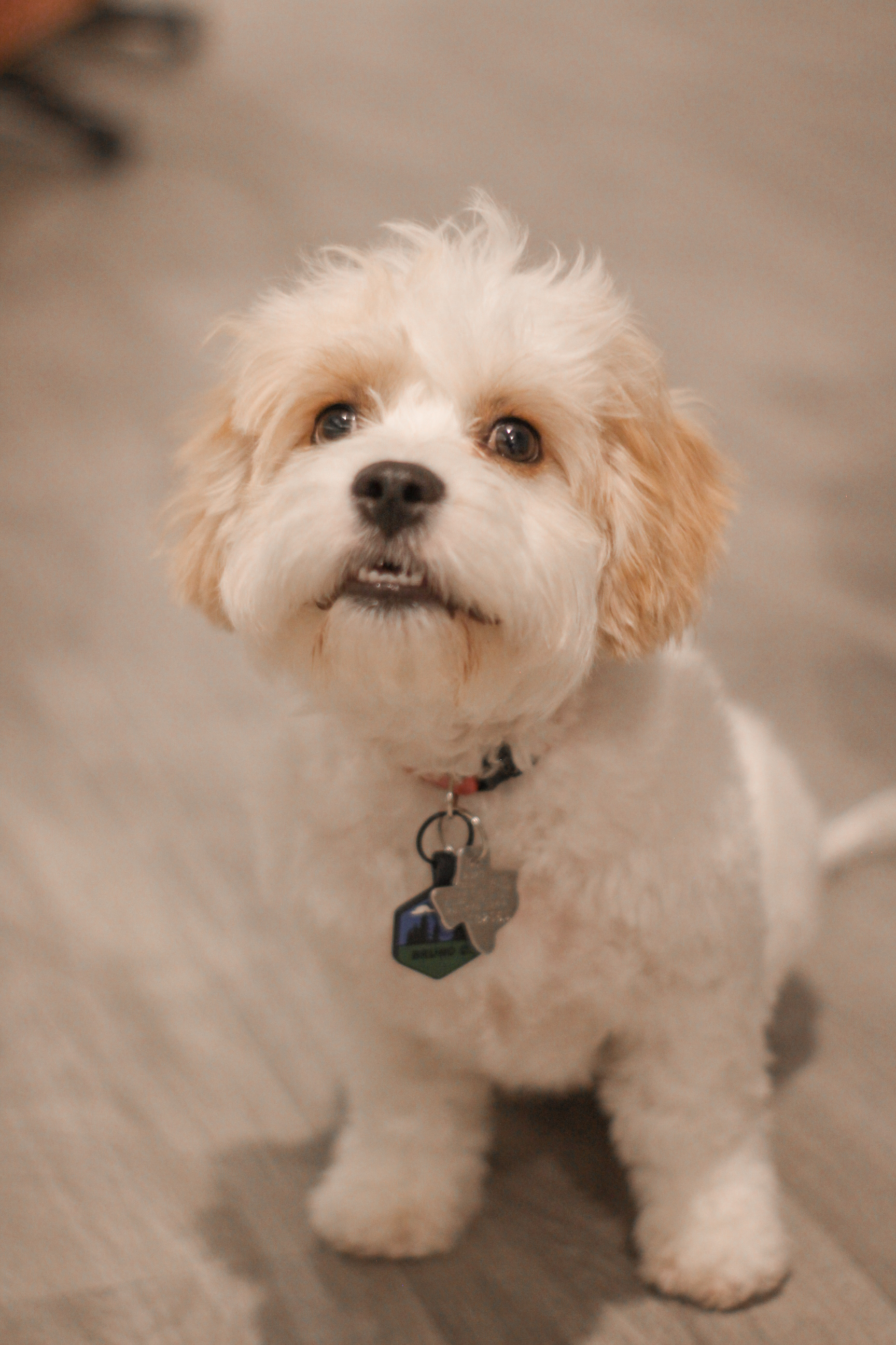 Cavachon Pup Being Cute