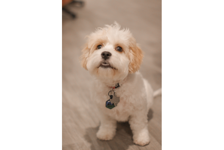 Cavachon Pup Being Cute