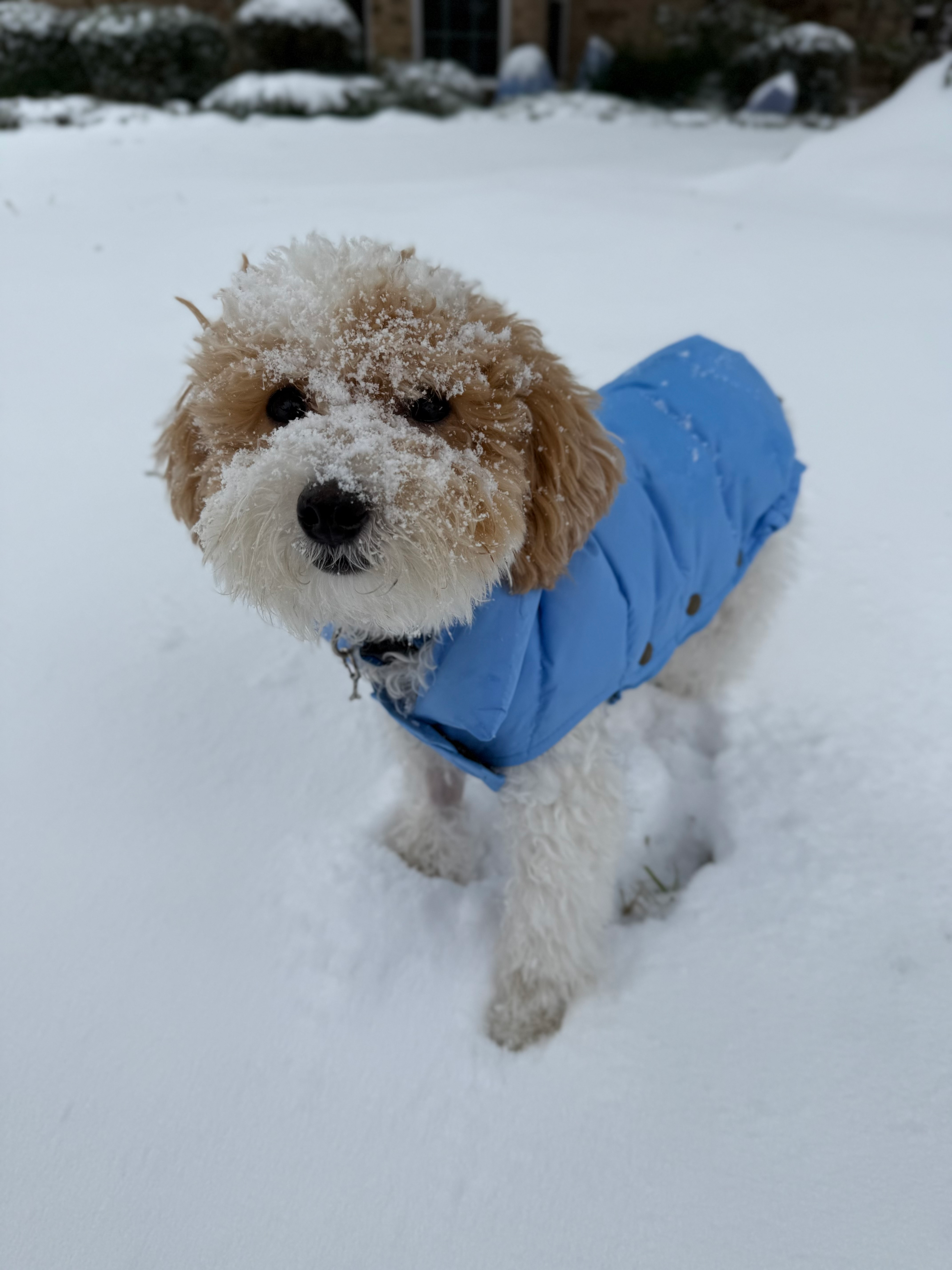 Fluffy Poochon Poodle Mix Pup