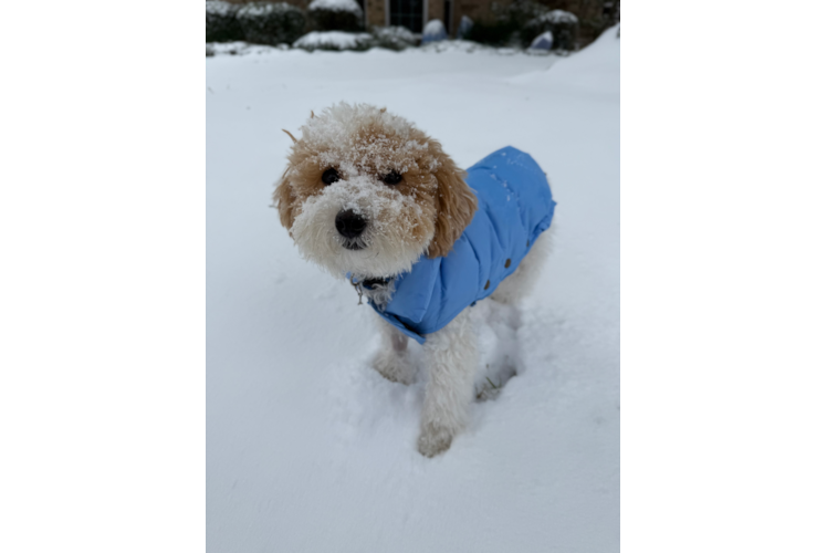 Fluffy Poochon Poodle Mix Pup