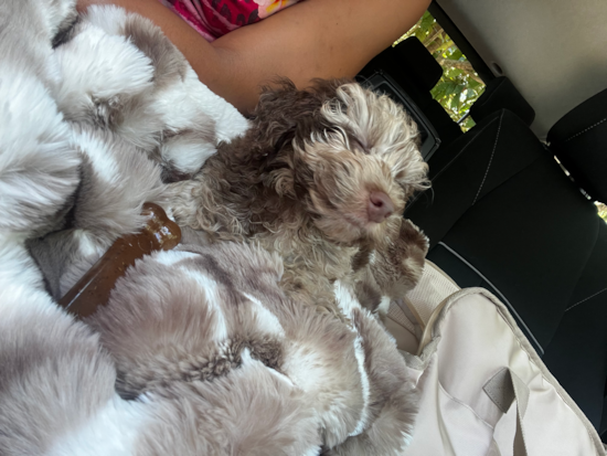 Cockapoo