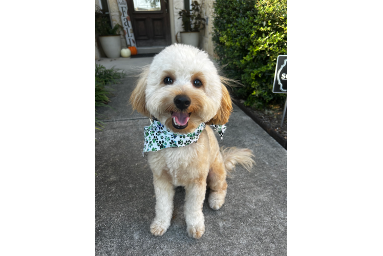 Popular Mini Goldendoodle Poodle Mix Pup