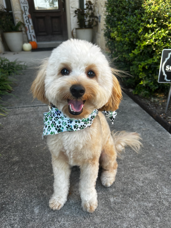 Mini Goldendoodle