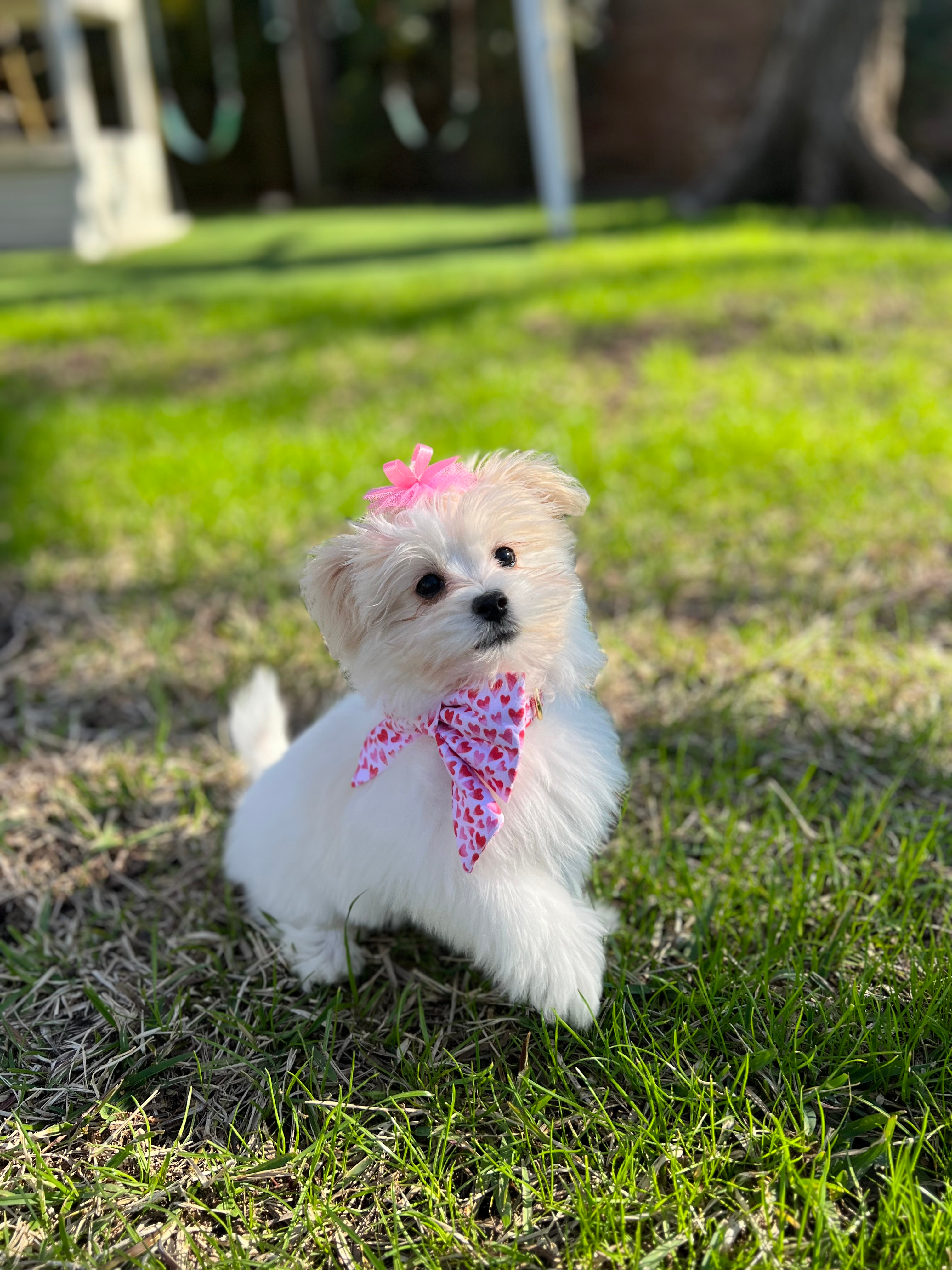 Petite Maltipom Designer Pup