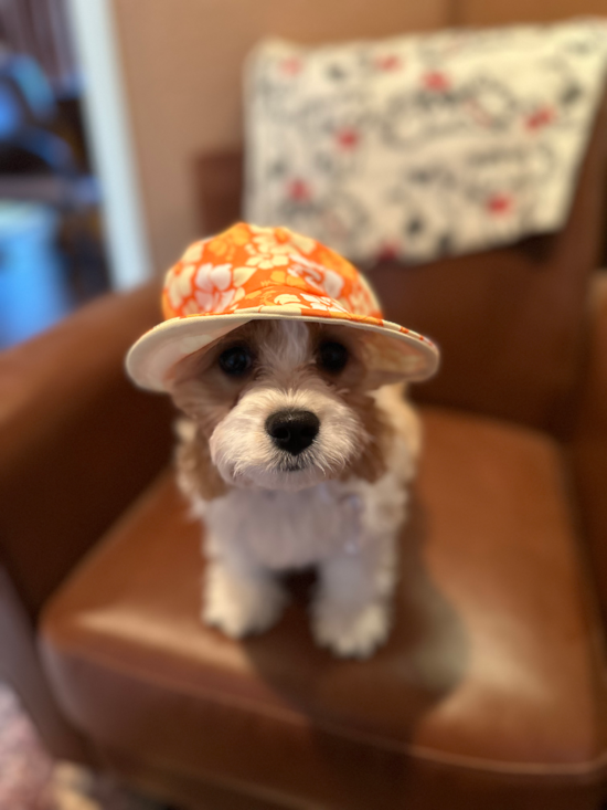 Cavachon