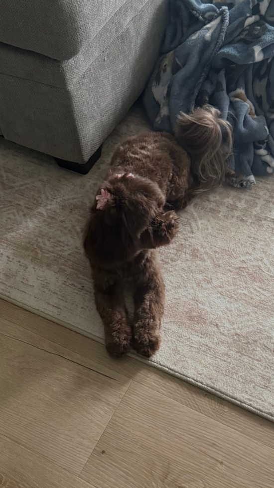 Shih Poo