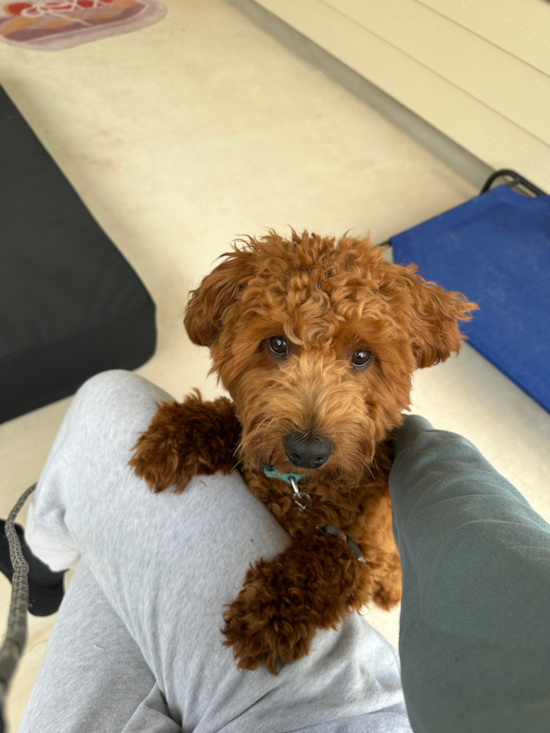 Mini Goldendoodle