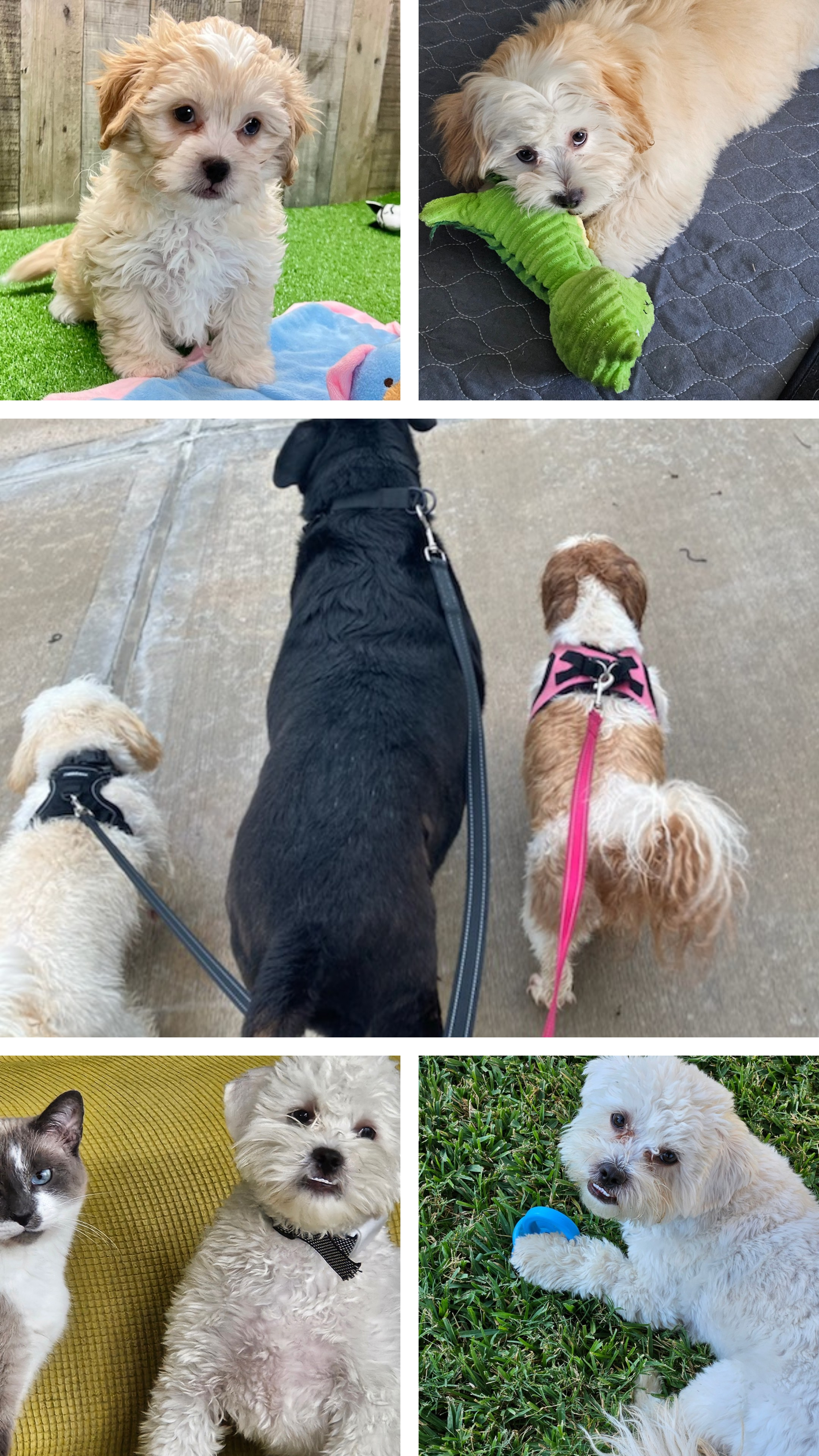 Shih Poo Puppy for Adoption