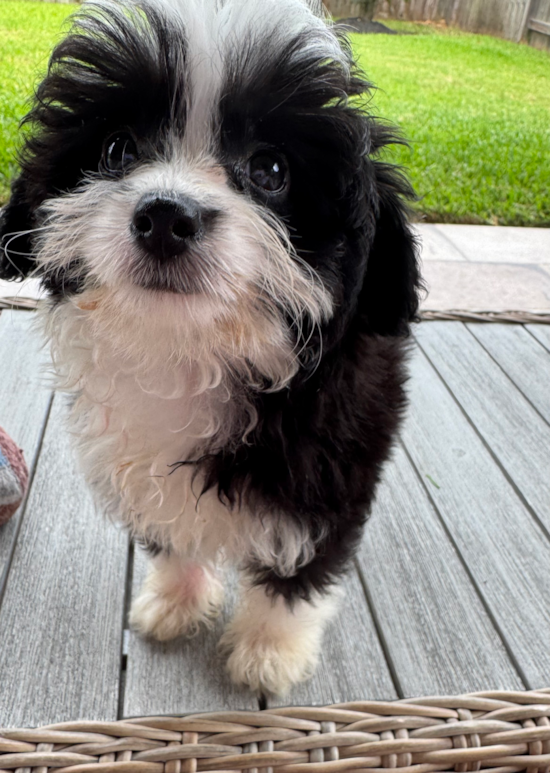 Mini Aussiedoodle