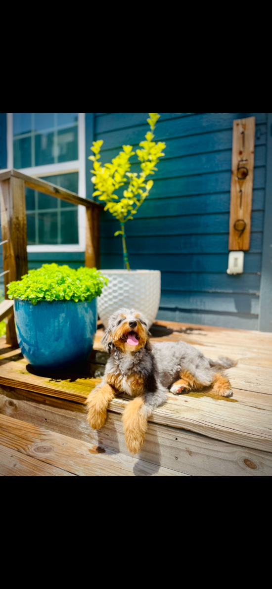 Mini Bernedoodle