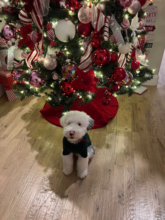 Mini Sheepadoodle