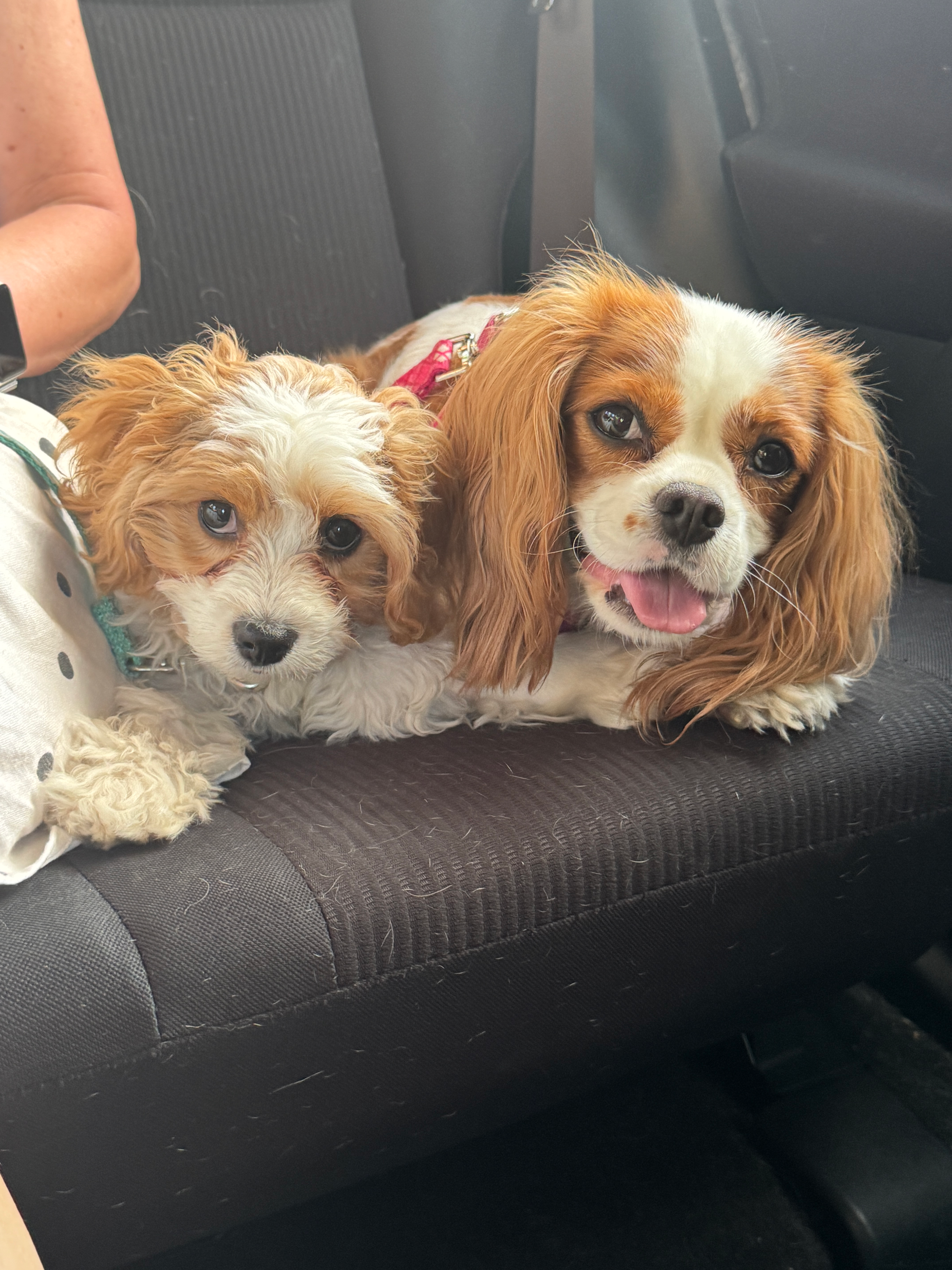 Best Cavachon Baby