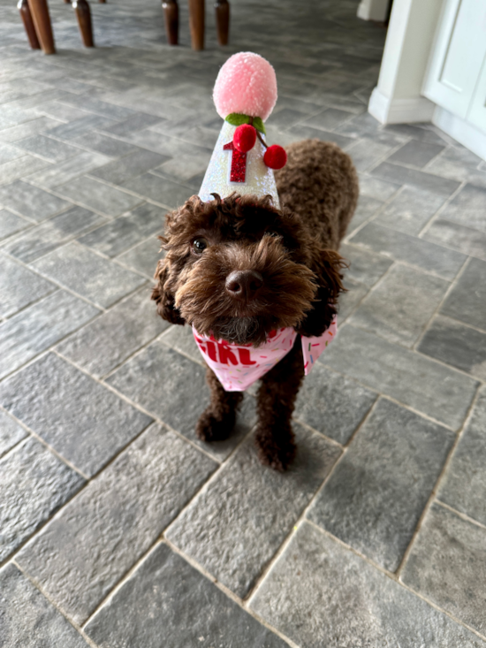 Cockapoo