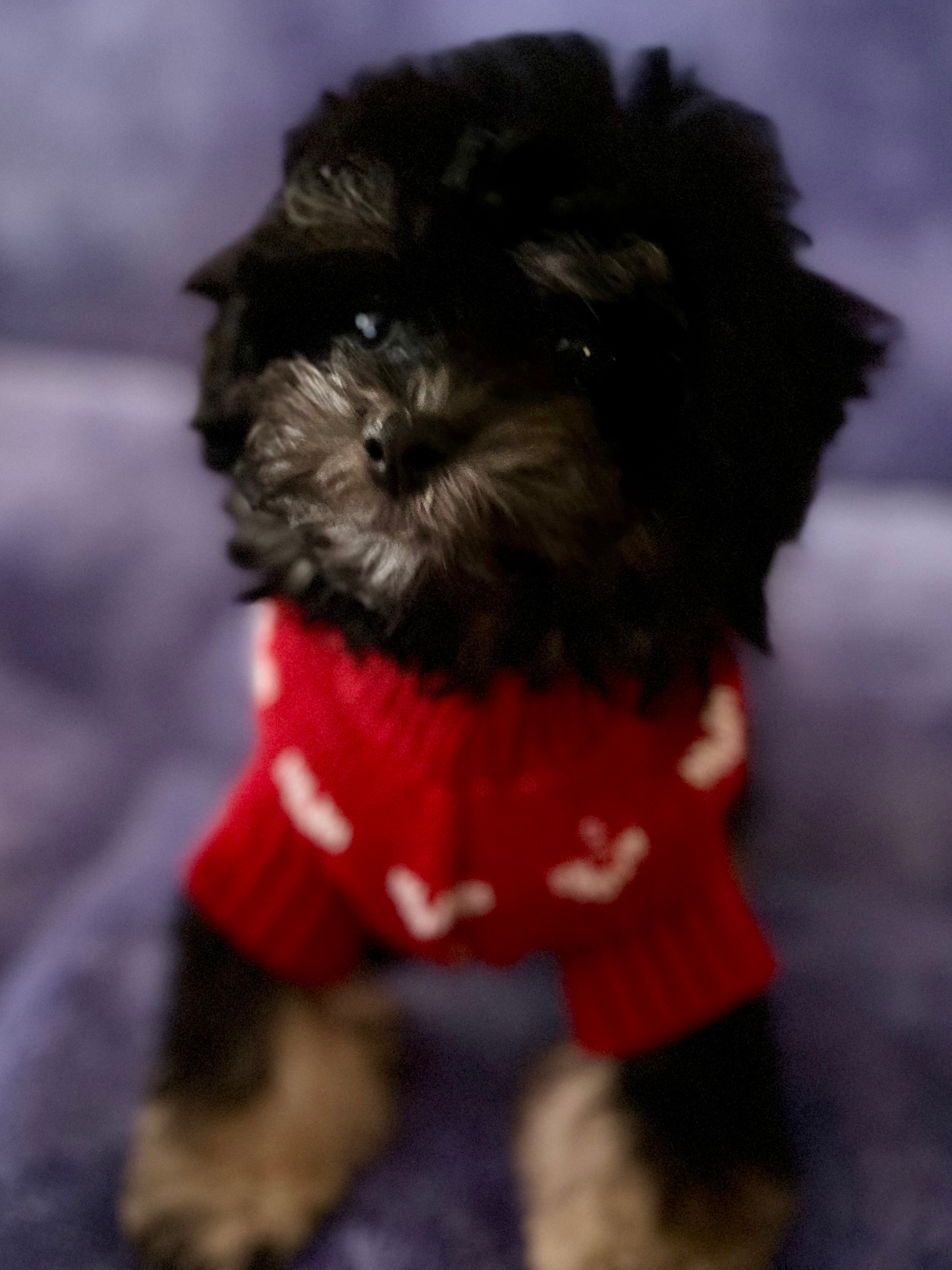 Playful Poodle Purebred Pup