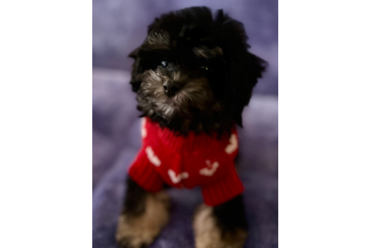 Playful Poodle Purebred Pup