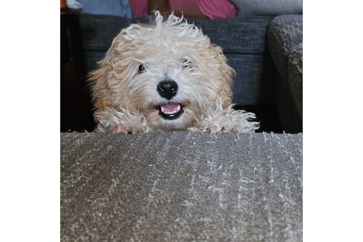 Adorable Havadoodle Poodle Mix Puppy