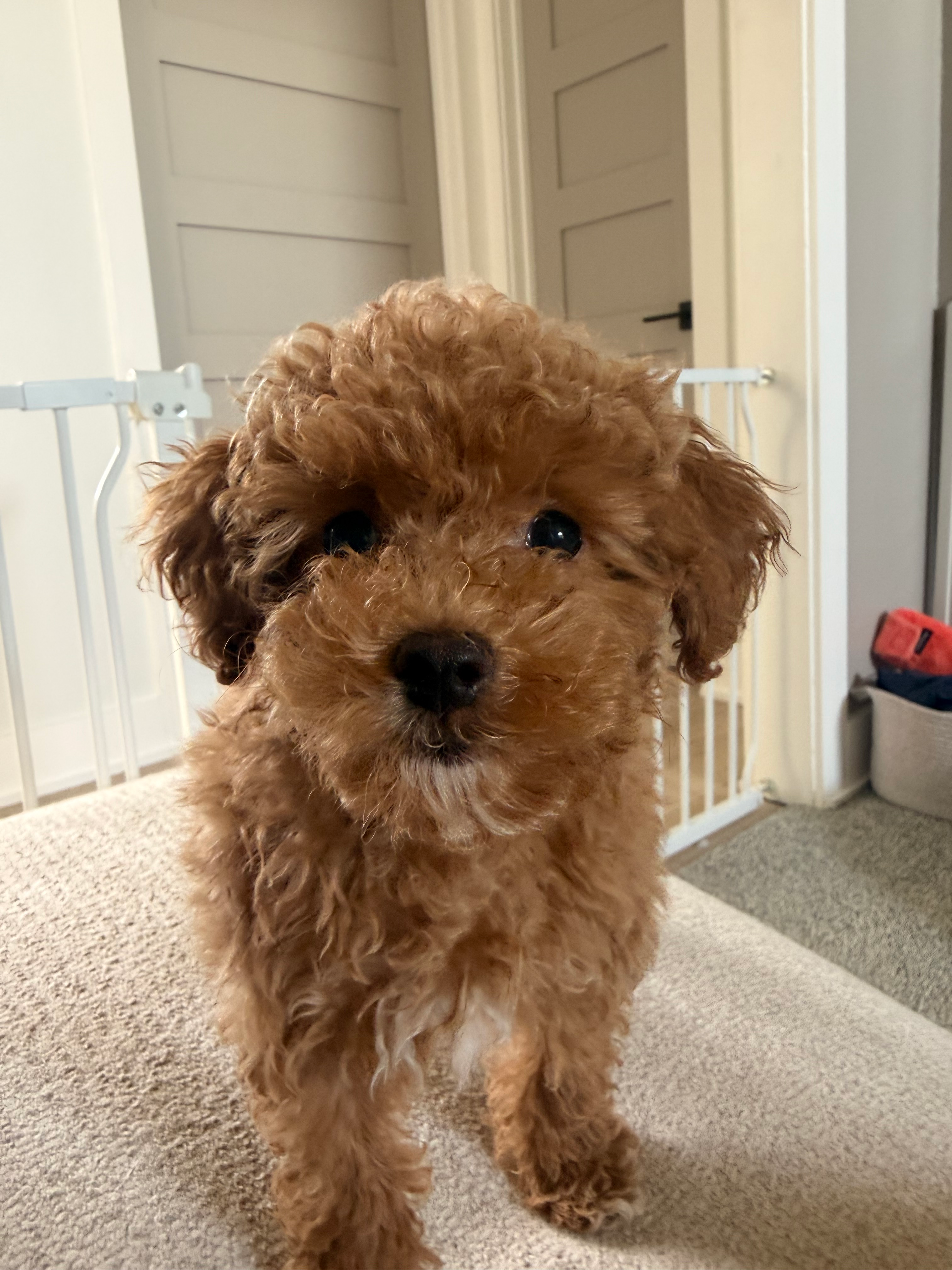 Maltipoo Puppy for Adoption