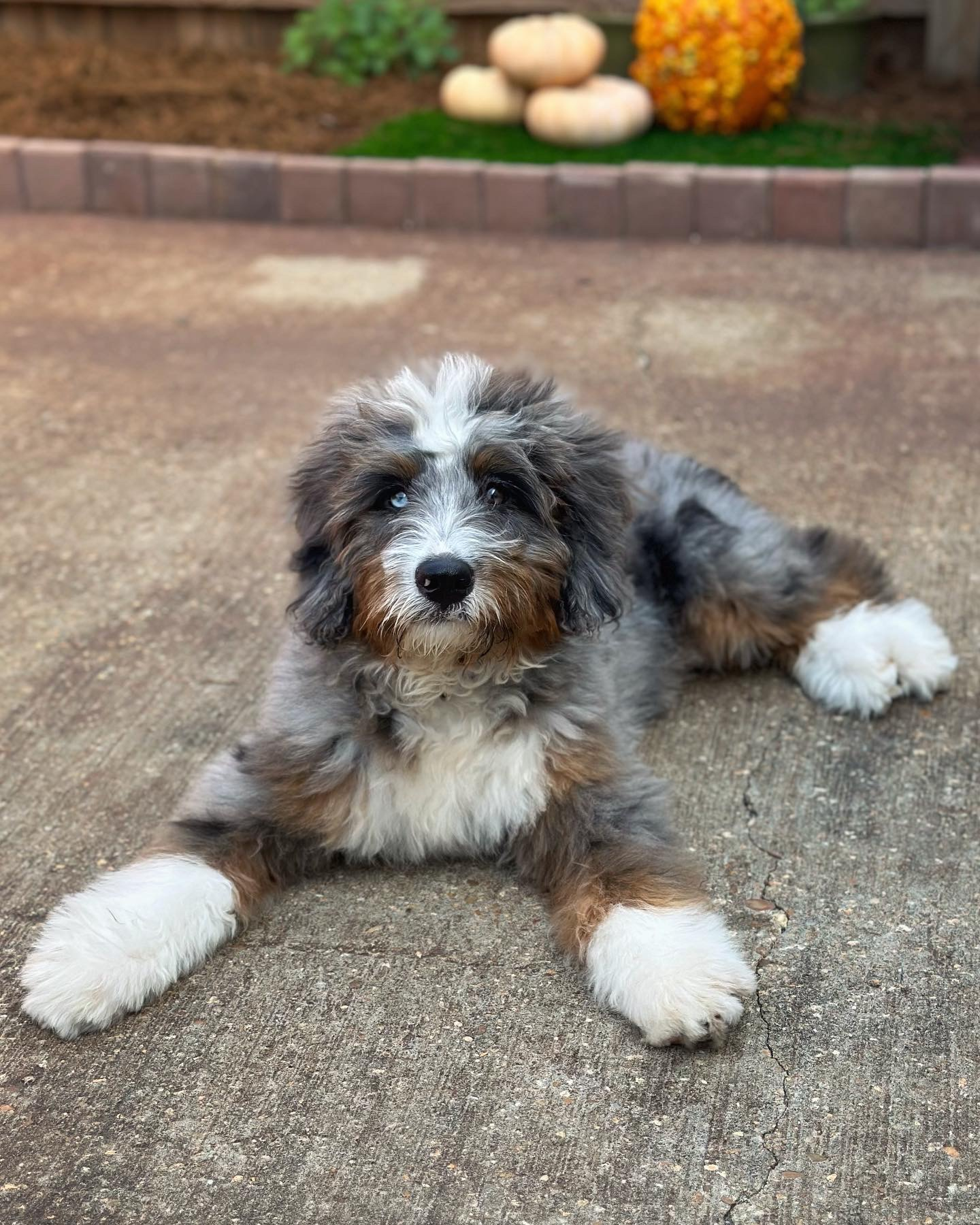 Mini Bernedoodle Puppy for Adoption