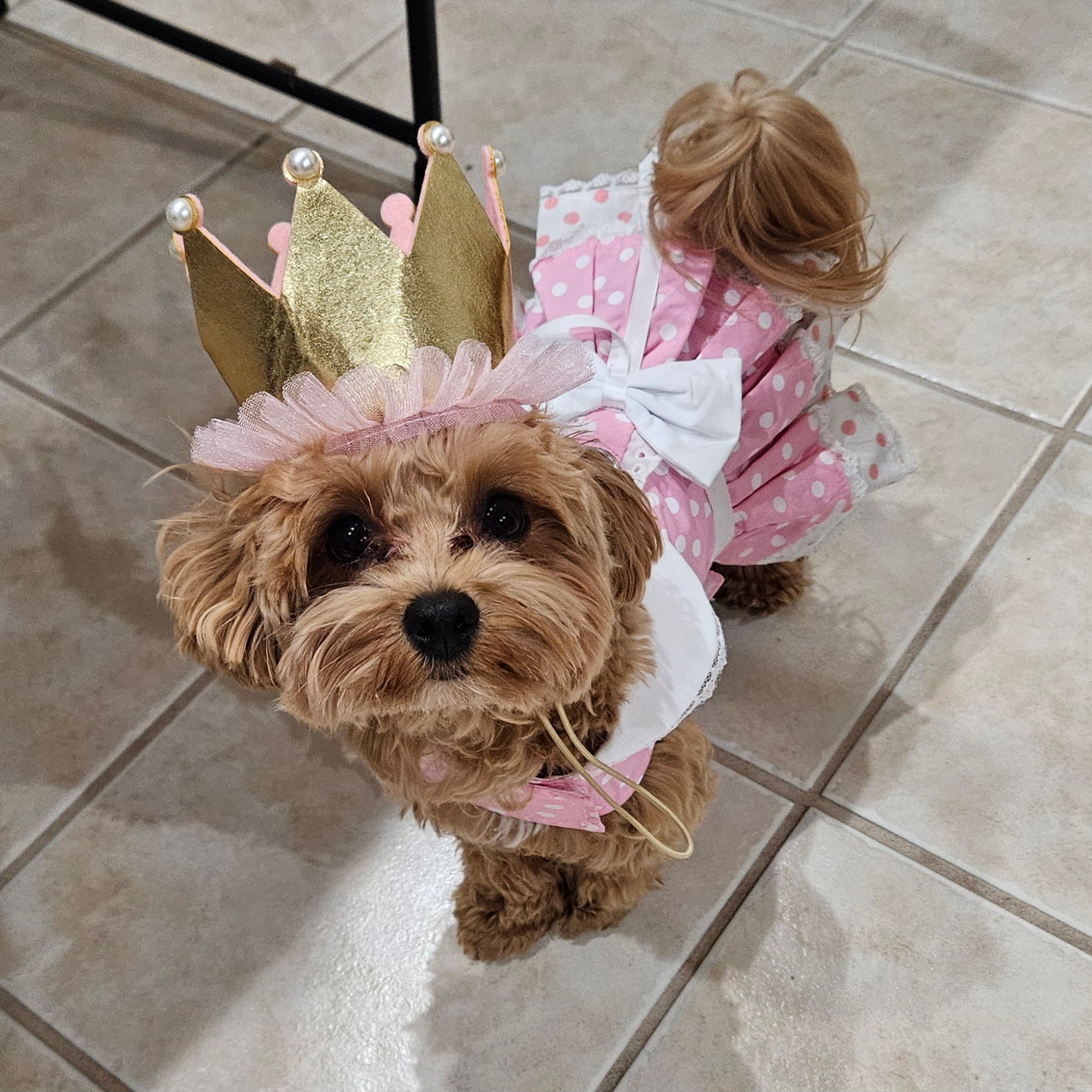 Energetic Maltese Poodle Poodle Mix Puppy