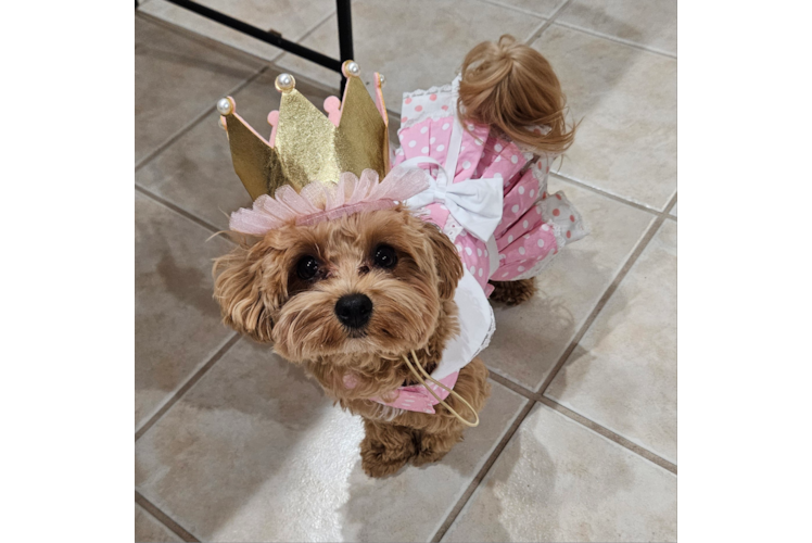 Energetic Maltese Poodle Poodle Mix Puppy