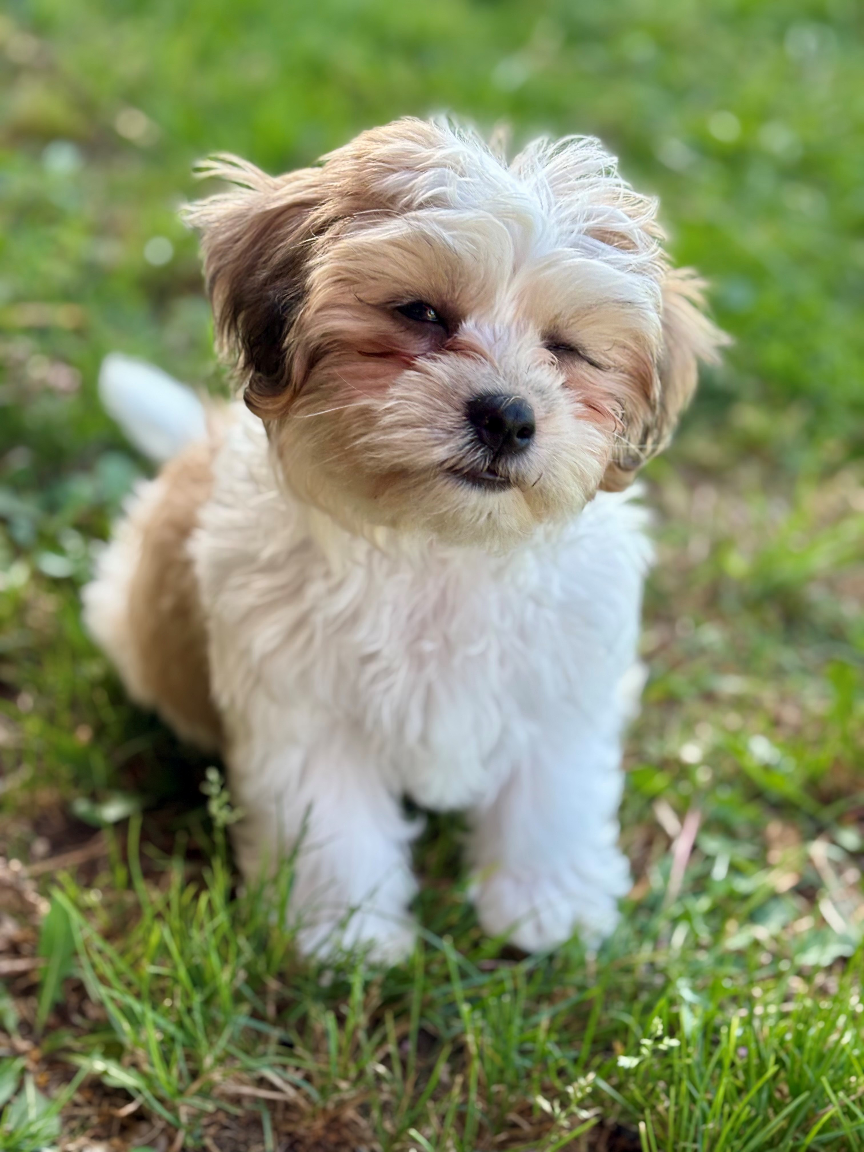 Popular Teddy Bear Designer Pup