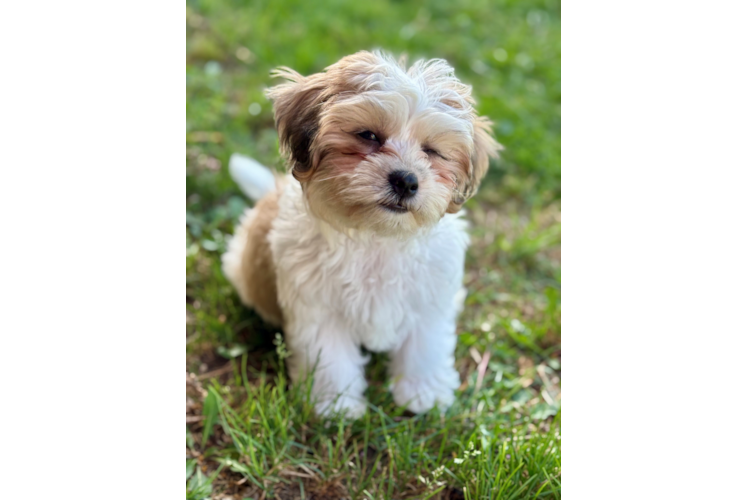 Popular Teddy Bear Designer Pup
