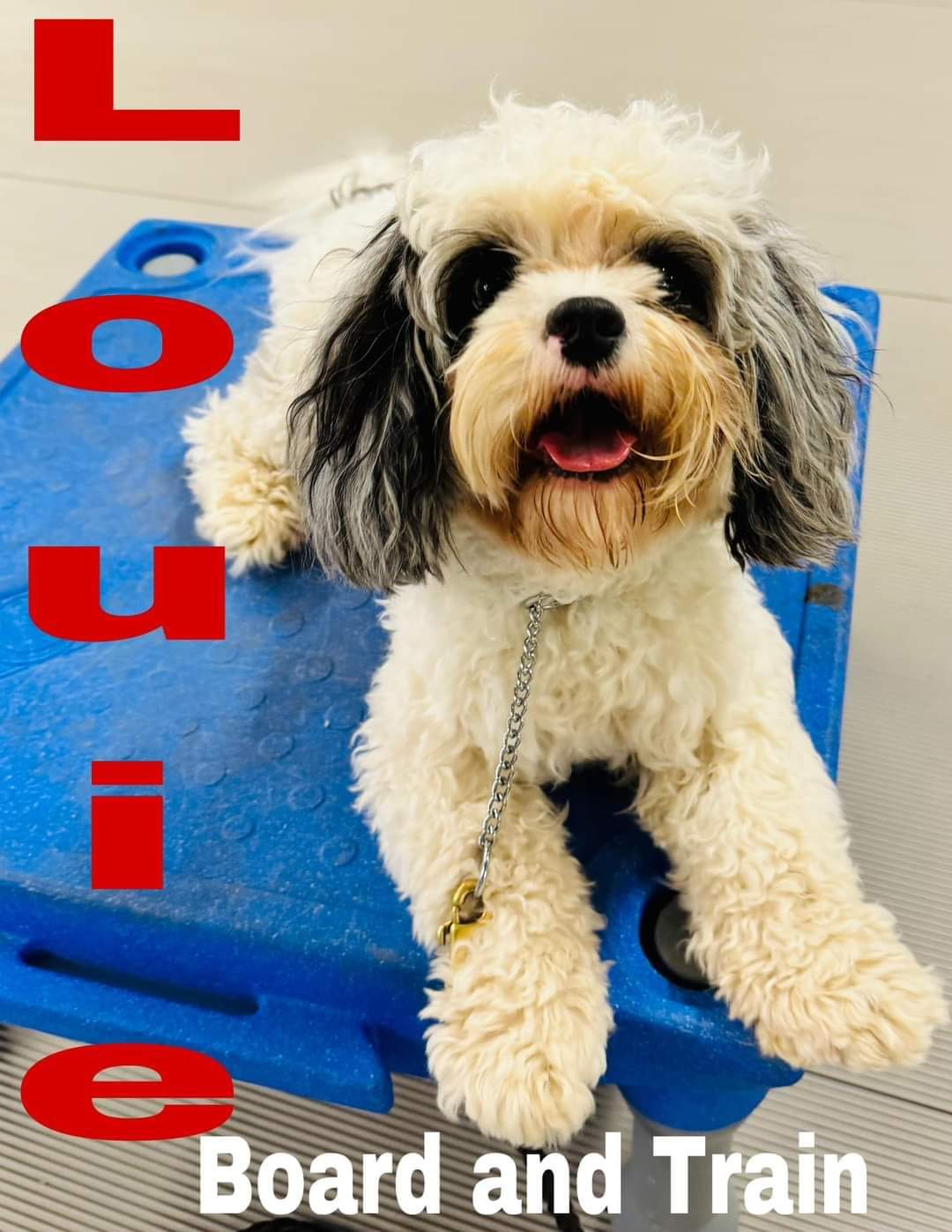 Cavapoo Pup Being Cute