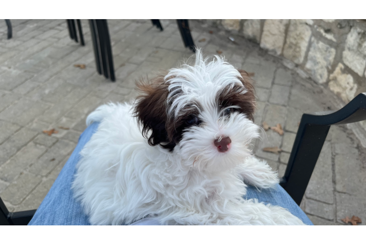 Maltipoo Pup Being Cute