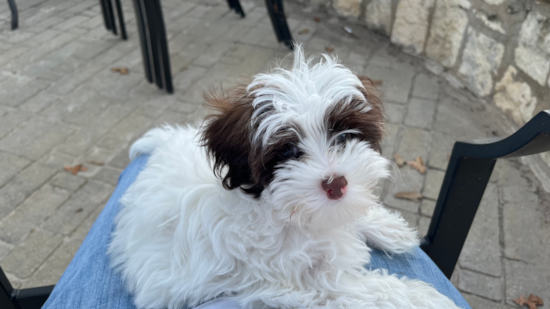 Maltipoo