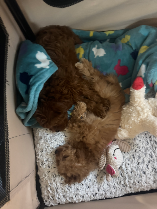 Cavapoo