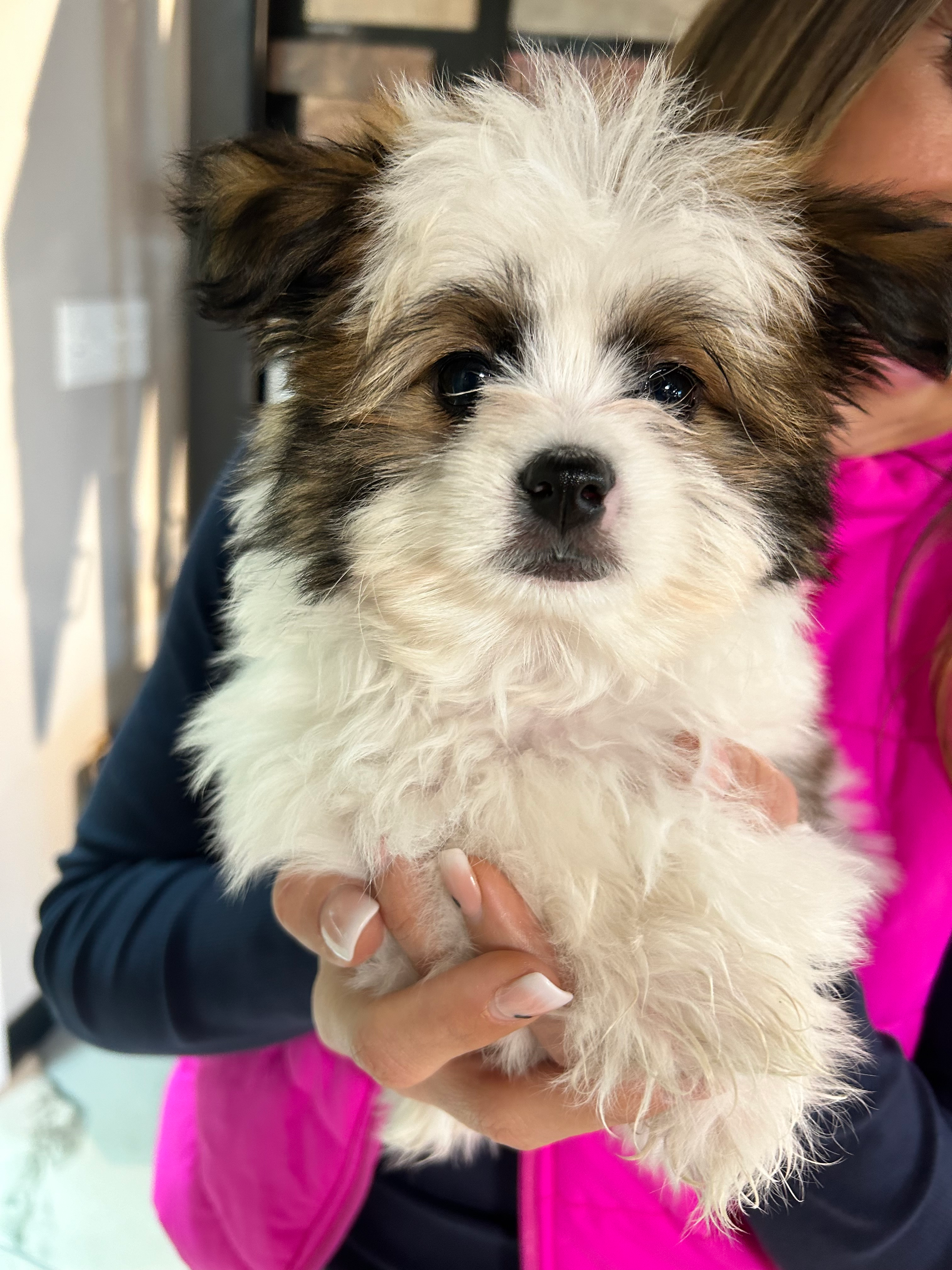 Best Shih Pom Baby