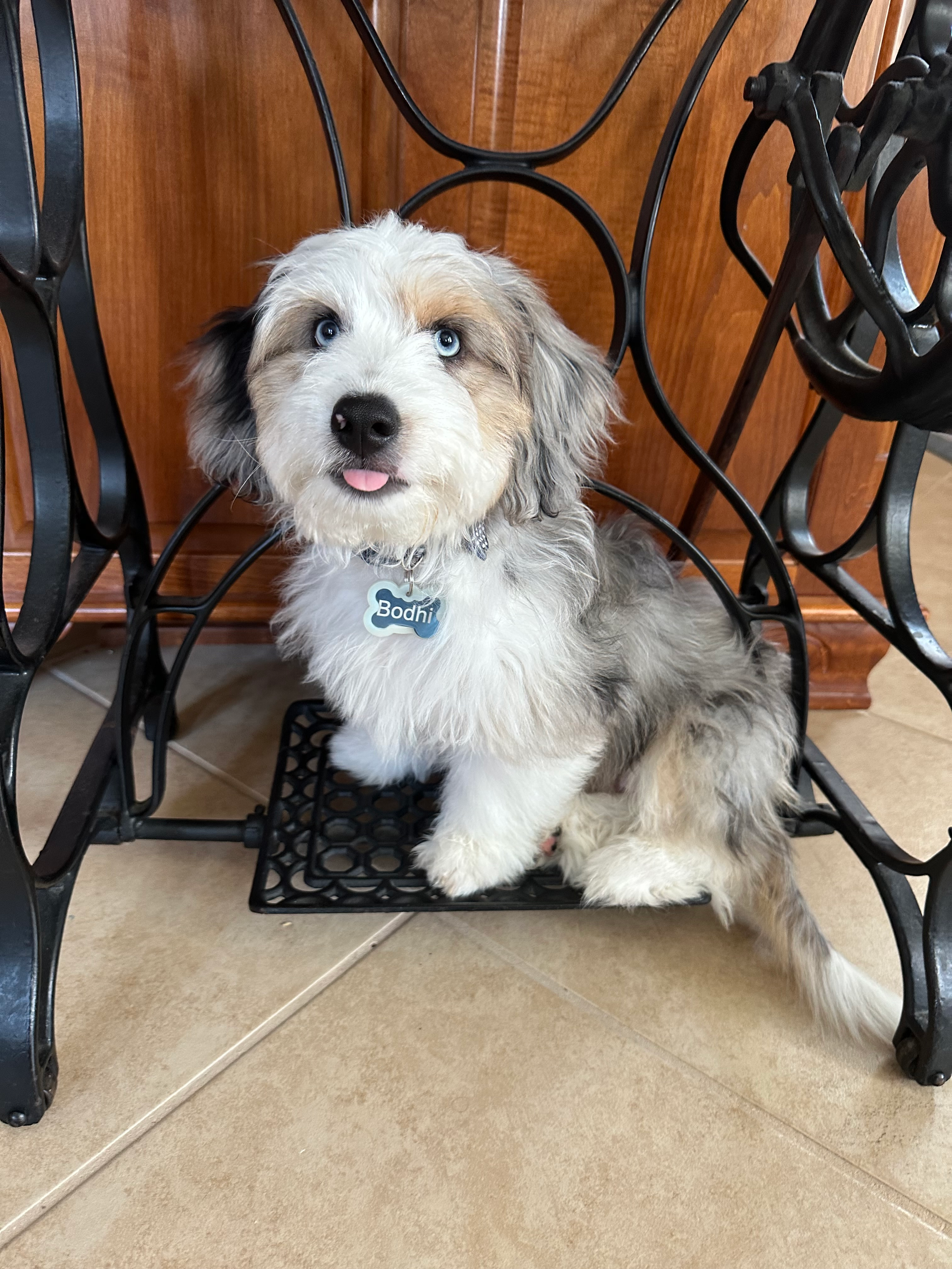 Aussiechon Puppy for Adoption