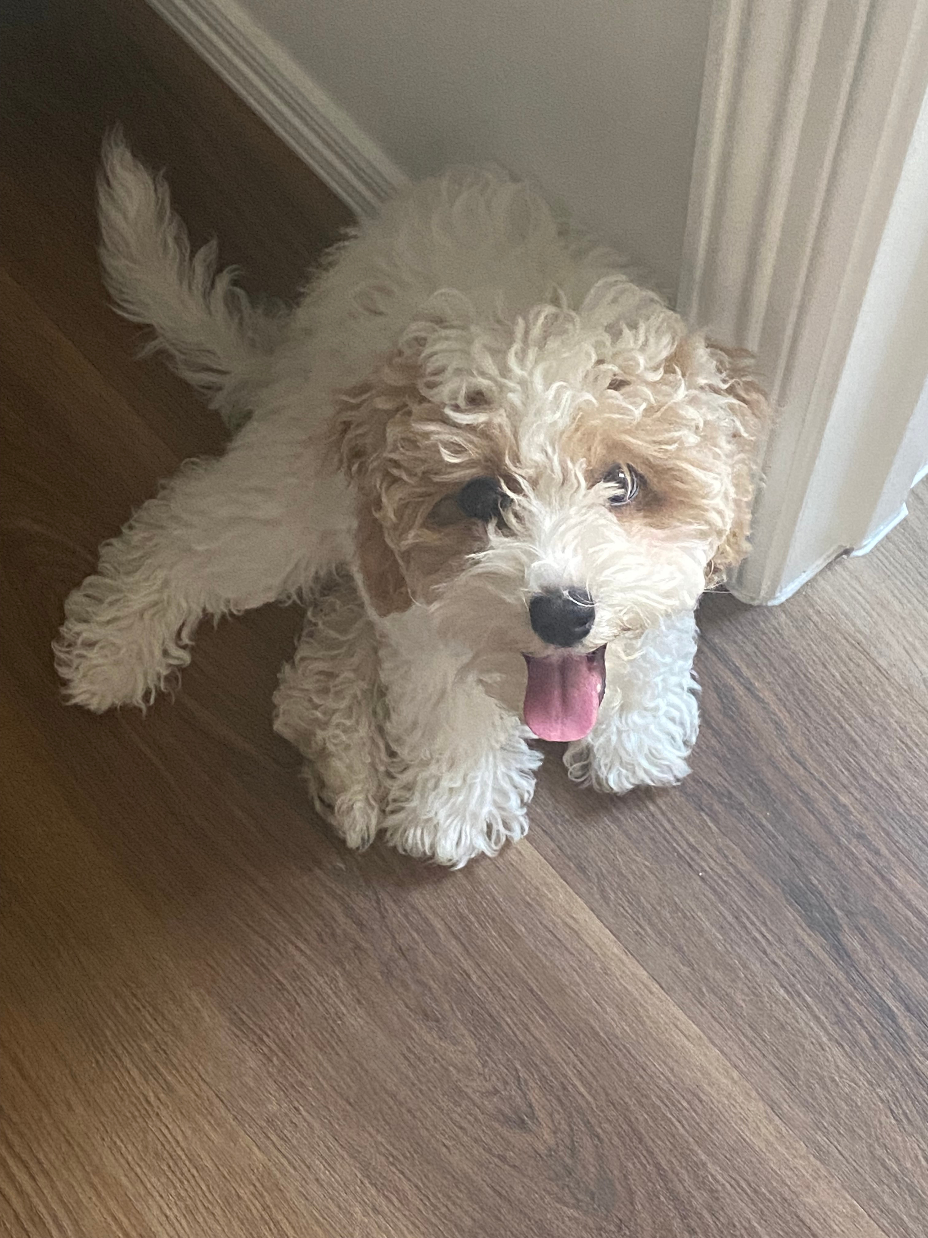 Best Cockapoo Baby
