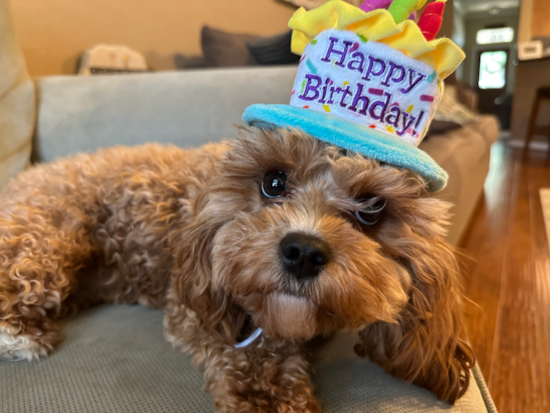 Cavapoo