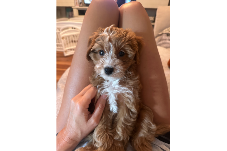 Cute Cavapoo Poodle Mix Pup