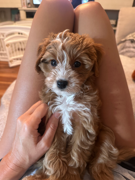 Maggie