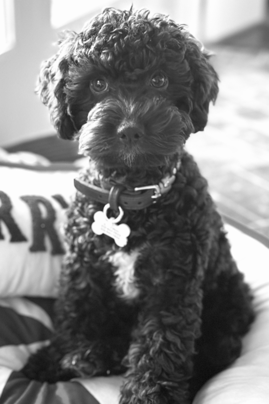 Cockapoo