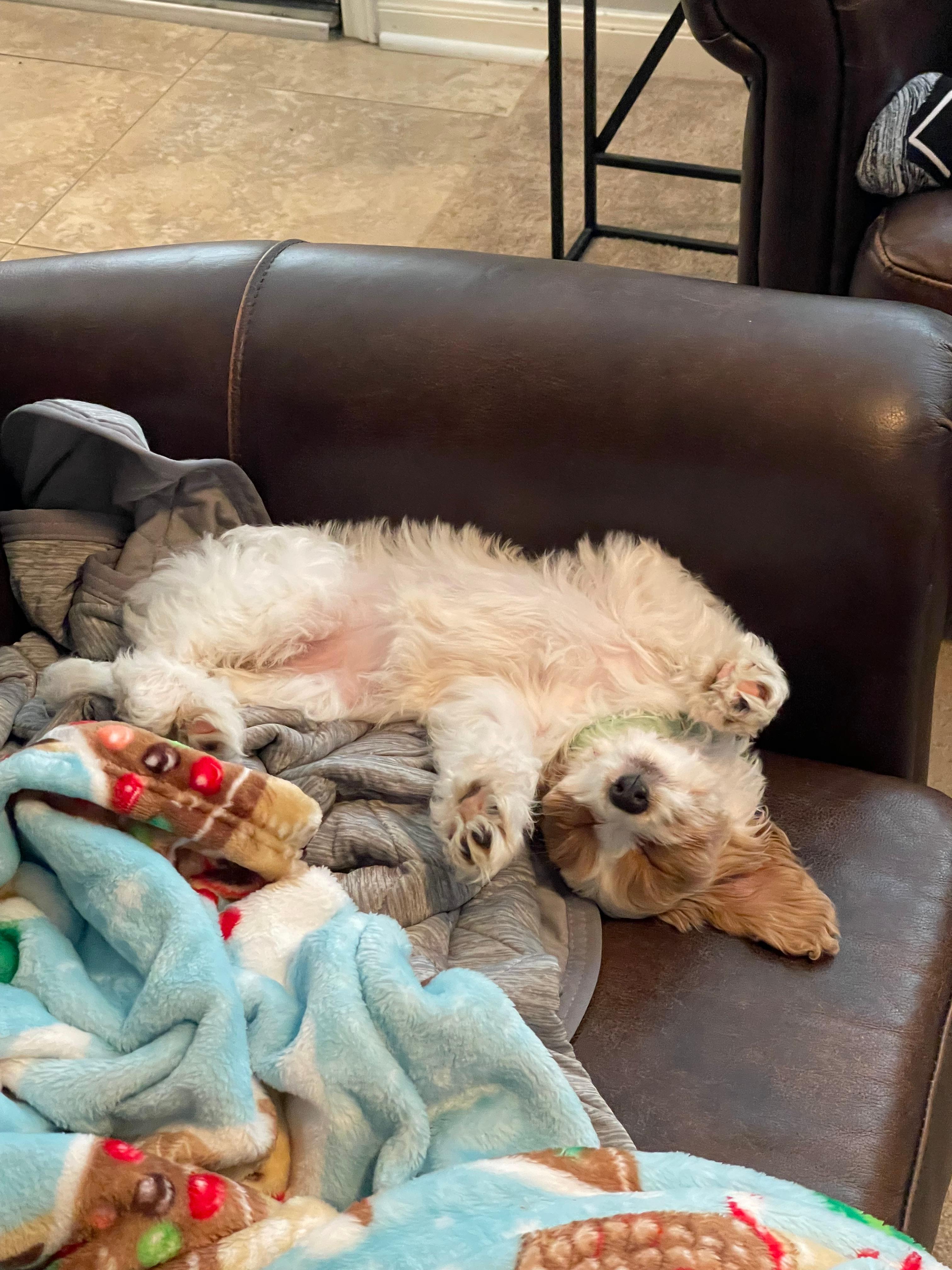 Smart Cavapoo Poodle Mix Pup