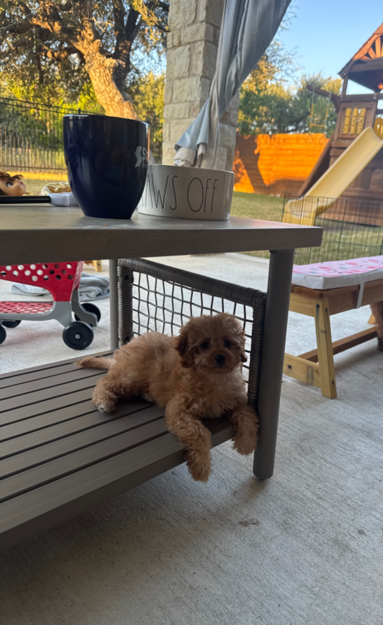 Cavapoo