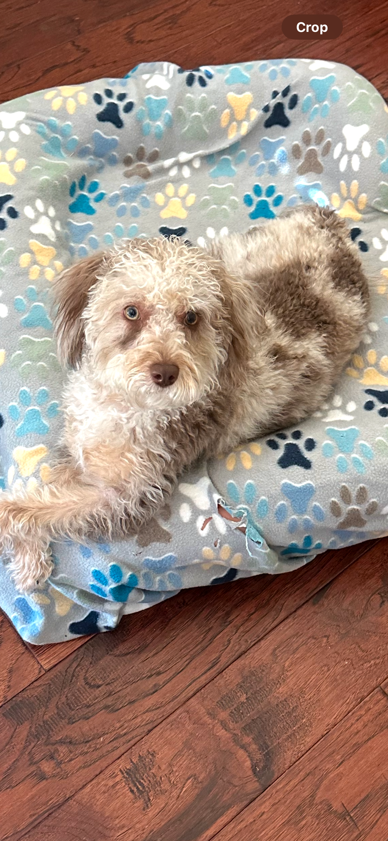 Mini Labradoodle Pup Being Cute