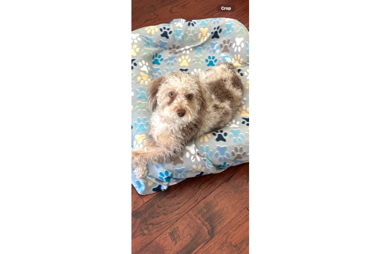 Mini Labradoodle Pup Being Cute