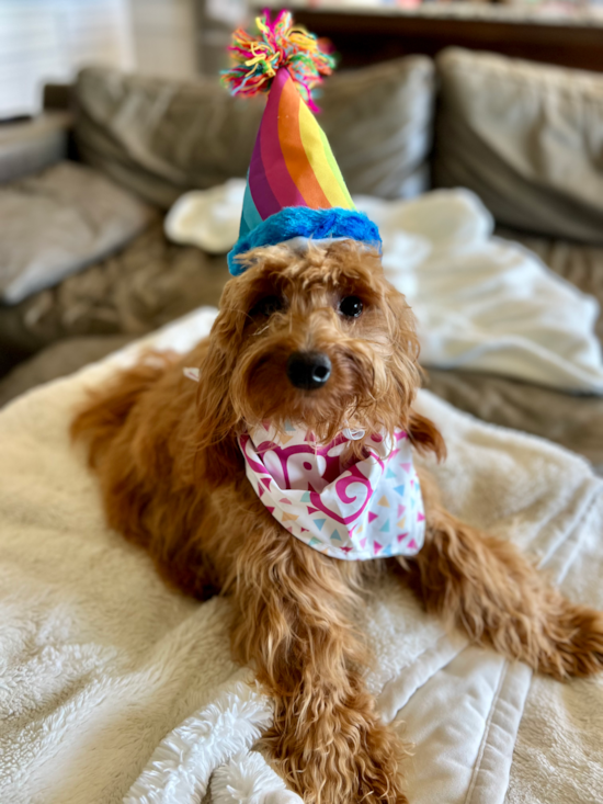 Mini Goldendoodle