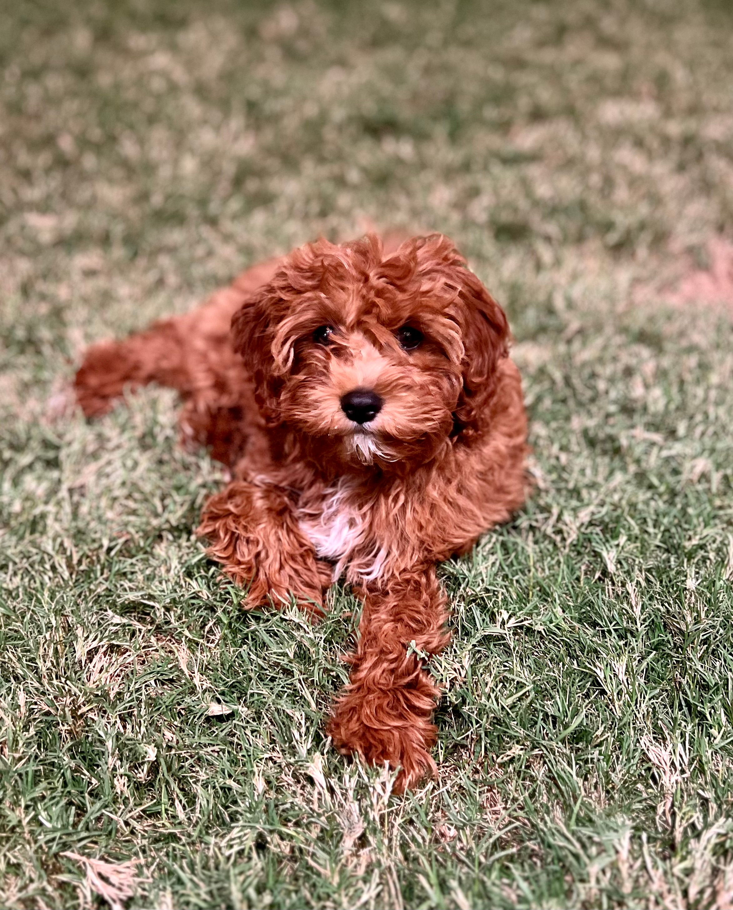 Smart Cavapoo Poodle Mix Pup