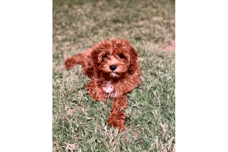 Smart Cavapoo Poodle Mix Pup