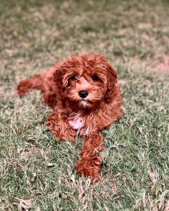 Cavapoo